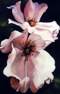 biltmorerosespu
