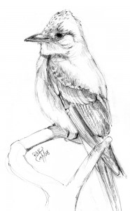 bird
